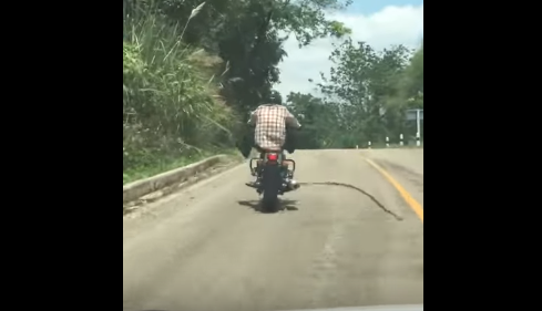 Vídeo | Cuidado com os animais na estrada este fim de semana