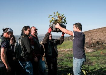 Mil árvores autóctones plantadas em Vila Pouca de Aguiar
